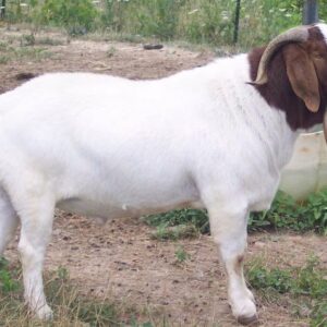 Boer Goat