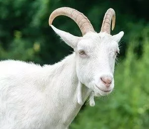 Saanen Goat