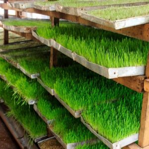 Hydroponic Fodder Weat