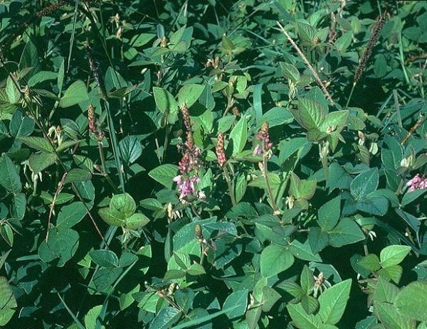 Desmodium - Image 3