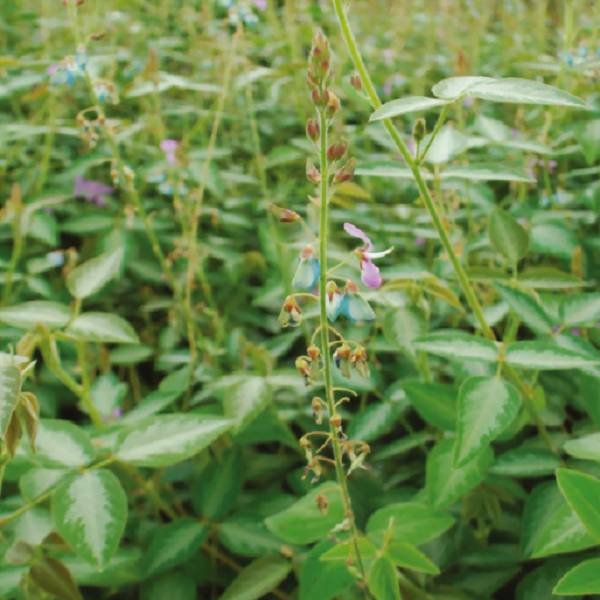 Desmodium - Image 2