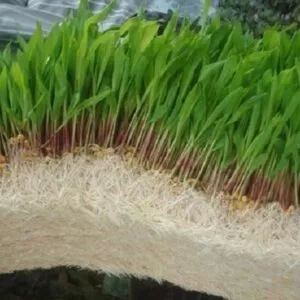 Hydroponic Fodder Maize