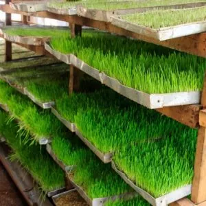 Hydroponic Fodder Weat